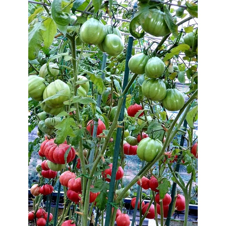 Cà chua múi lê Nga