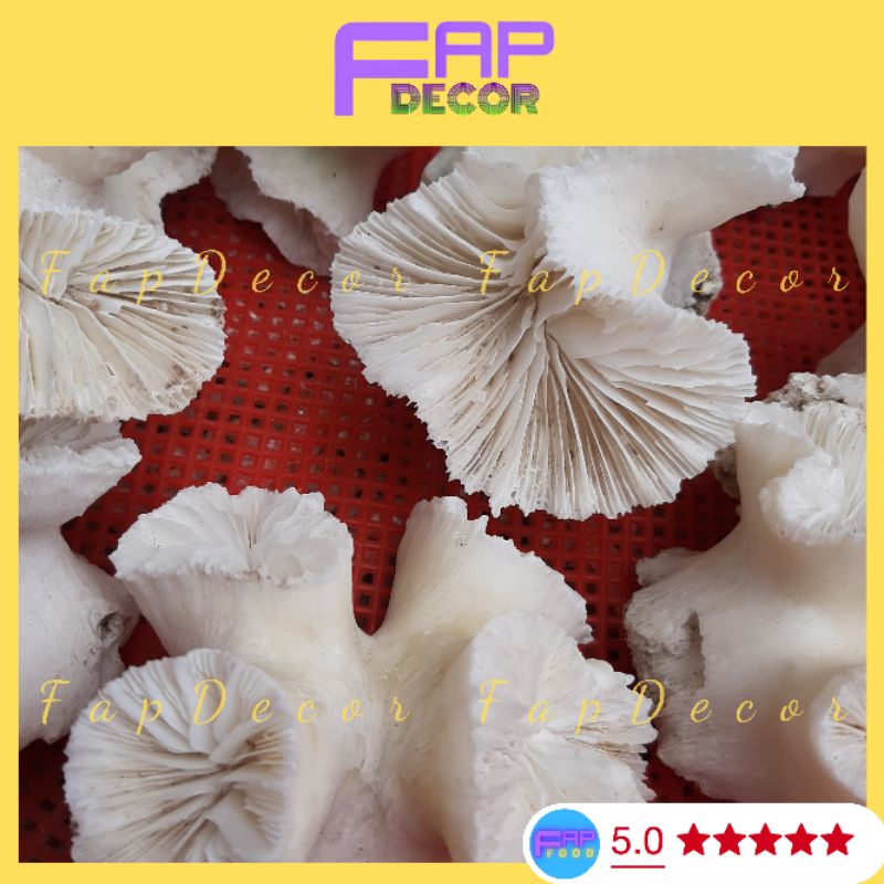 Chùm Bông Rạn San Hô Trắng Thiên Nhiên Trang Trí Thủy Sinh, Decor Bể Cá, Làm Quà Tặng, Trang Trí Kệ Tủ - FapFood