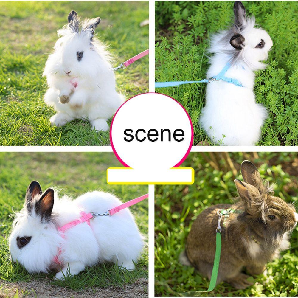 1 Dây Dắt Thỏ / Heo Guinea Mềm Mại