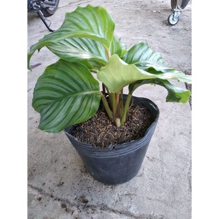 Chậu cứng Đuôi công táo calathea orbifolia