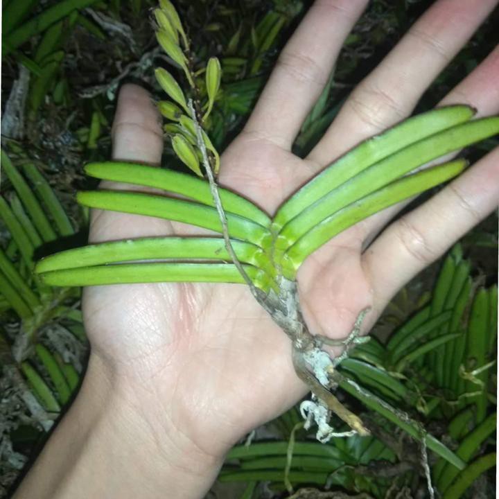 1 cây hoa lan hỏa hoàng cam giống