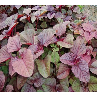 Gói 20g hạt giống rau dền đỏ - Nanuseeds