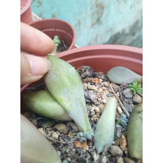 Combo 5 mầm sen đá (5 loại)
