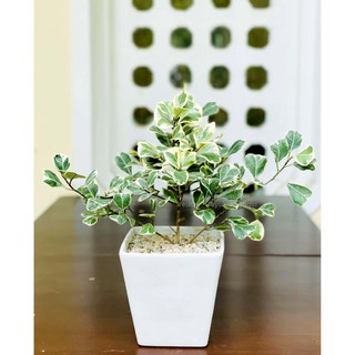 Cây bàng cẩm thạch lá tim để bàn đã thuần thời tiết Hà Nội, tán rộng (ảnh thật)