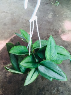 TRẦU BÀ NGỌC TRAI MINI