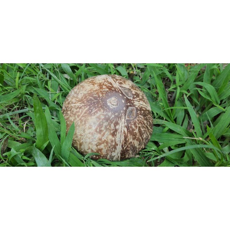 Gáo Đầu Mài Bóng Dùng Trang Trí