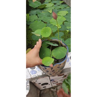 Củ sen mini hồng siêu nụ - Supper mini pink lotus