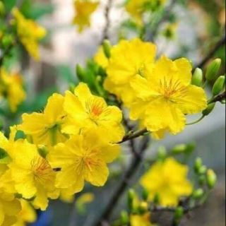 Hạt giống hoa mai vàng 10 cánh .giongcaynhap