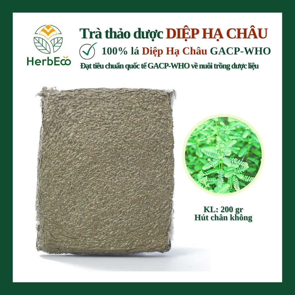 Trà Diệp Hạ Châu HERBECO.Trà thảo mộc, dược liệu cây chó đẻ giúp mát gan