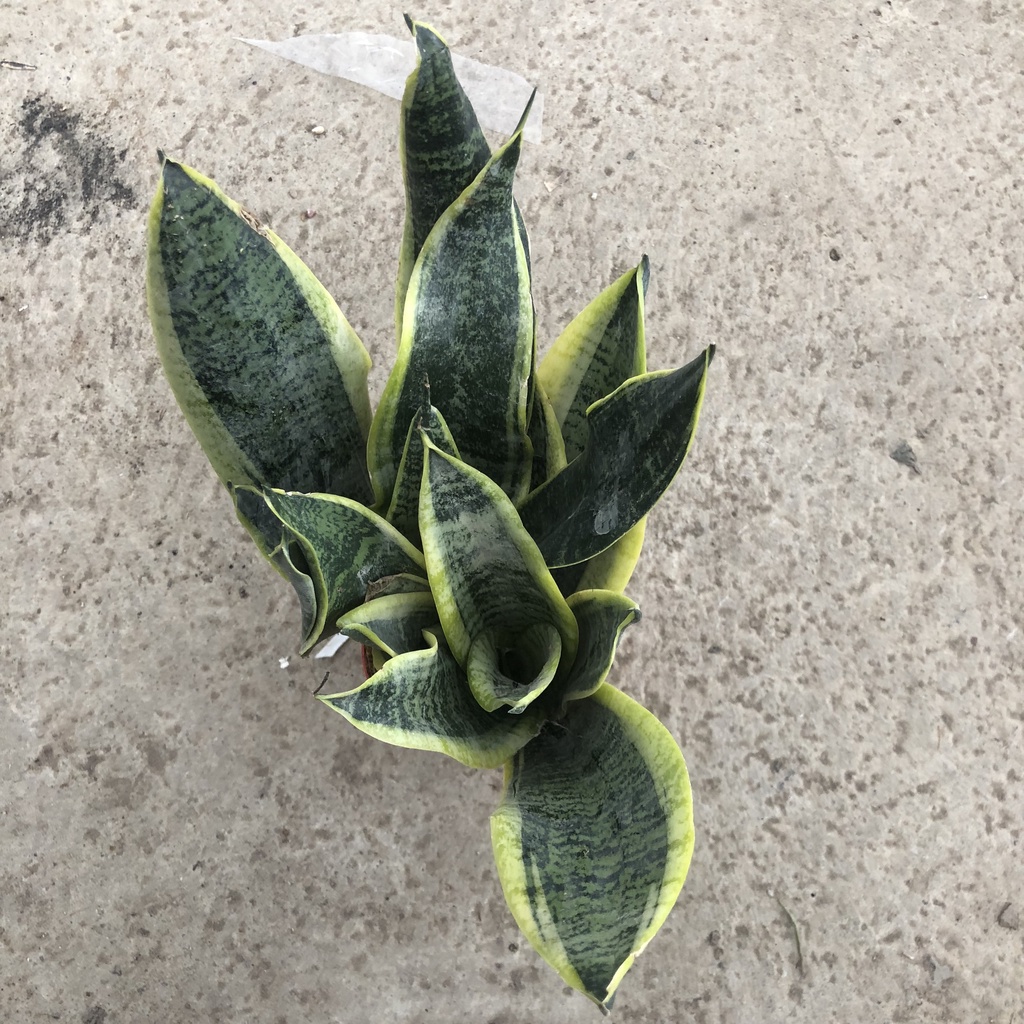 Cây để bàn - Cây lưỡi hổ 3 Thân cao 20cm lá dày đẹp dễ chăm sóc, thanh lọc không khí cưc tốt