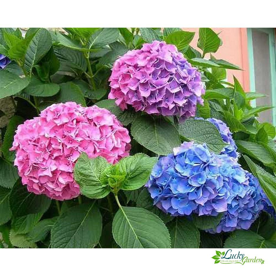 10 Hạt giống Cẩm tú cầu  XTRA TẶNG KÈM PHÂN VÀ KÍCH MẦM