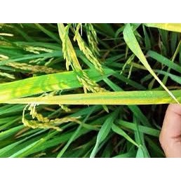 Ridomin 500g-Xử lý vàng lá chín sớm-sương mai trên cây lúa-dưa hấu- ăn quả-cây công nghiệp