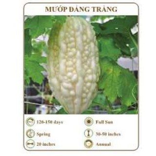 Hạt giống mướp đắng trắng
