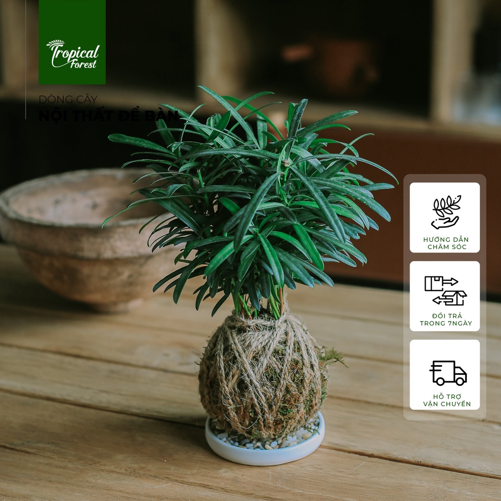 Chậu cây KOKEDAMA nhiệt đới TROPICAL FOREST