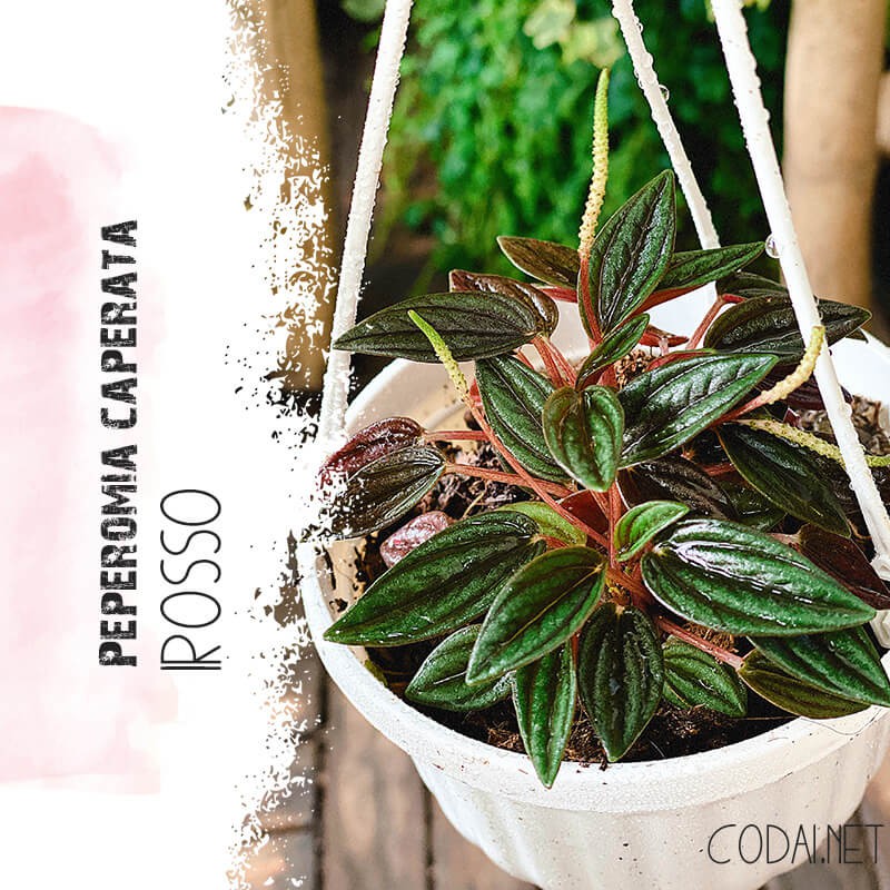 Cây Peperomia caperata Rosso (Bình An Tím Rosso) chậu treo bí ngô