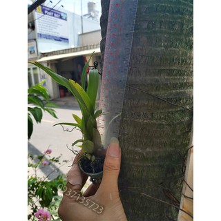 COMBO 5 CÂY CON LAN VŨ NỮ VÀNG TUYỀN [ CÂY GIỐNG]