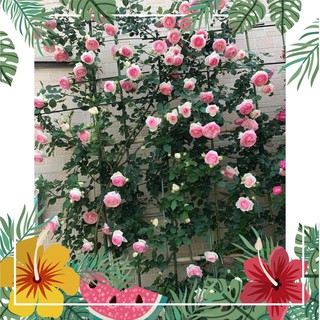 Hạt Giống Hoa Hồng Leo Pháp - 20 Hạt [ Tặng bộ dụng cụ làm vườn Mini 3 món ] F1