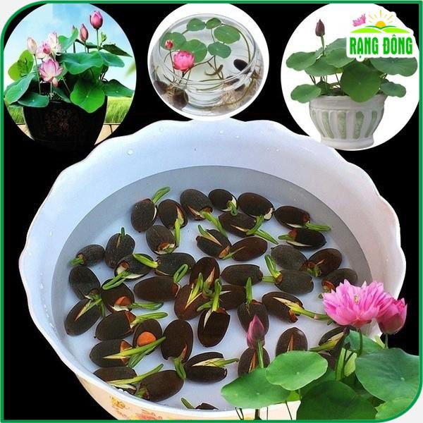 Hạt giống hoa sen mini Nhật mix màu trồng chậu ao hồ chịu nhiệt 4 mùa tỷ lệ nảy mầm cao 5 hạt