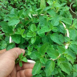 Cây kinh giới oregano