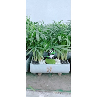 Chậu cây cau tiểu trâm tiểu cảnh