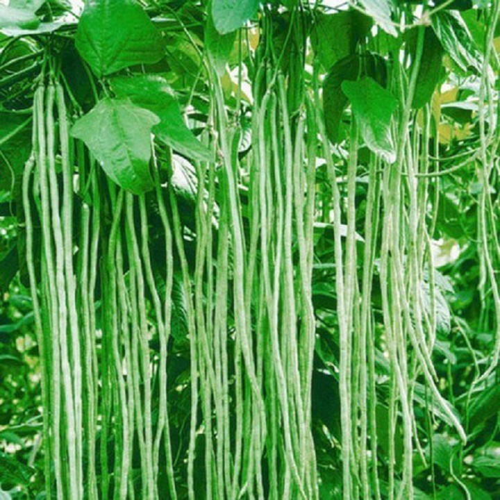 Hạt giống đậu đũa cao sản gói 20 gram xuất xứ Việt Nam