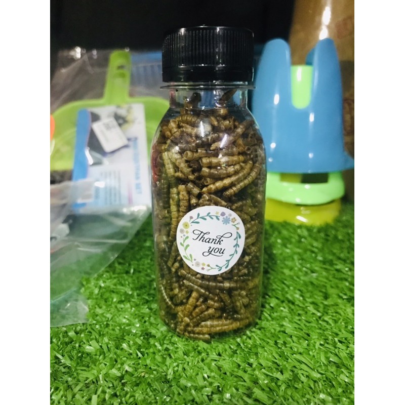 ❤️❤️Super sâu to thơm ngon ,bổ béo Cho hamster ,nhím ,sóc uc ,sóc bay