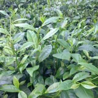 CHÈ TÂN CƯƠNG THÁI NGUYÊN