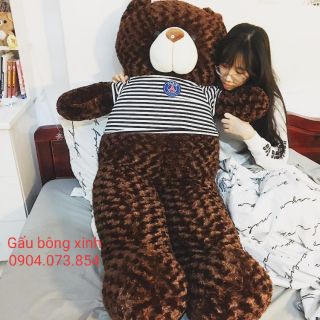 Gấu bông teddy màu socola cao 1m6