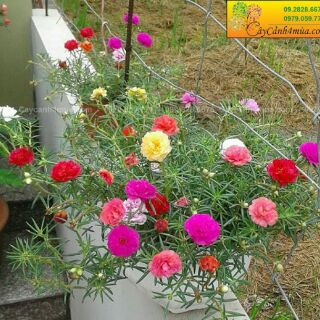 Chậu hoa 10 giờ Thái