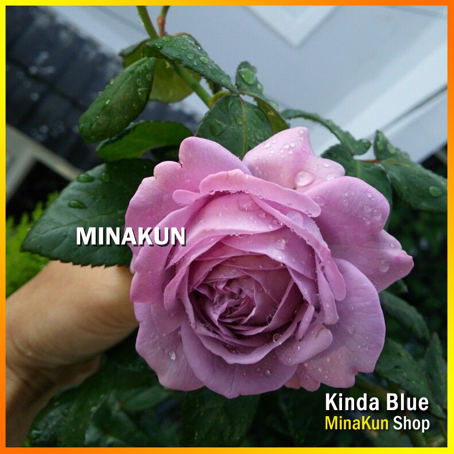 Hoa hồng ngoại tím Kinda Blue Rose - MinaKun Shop