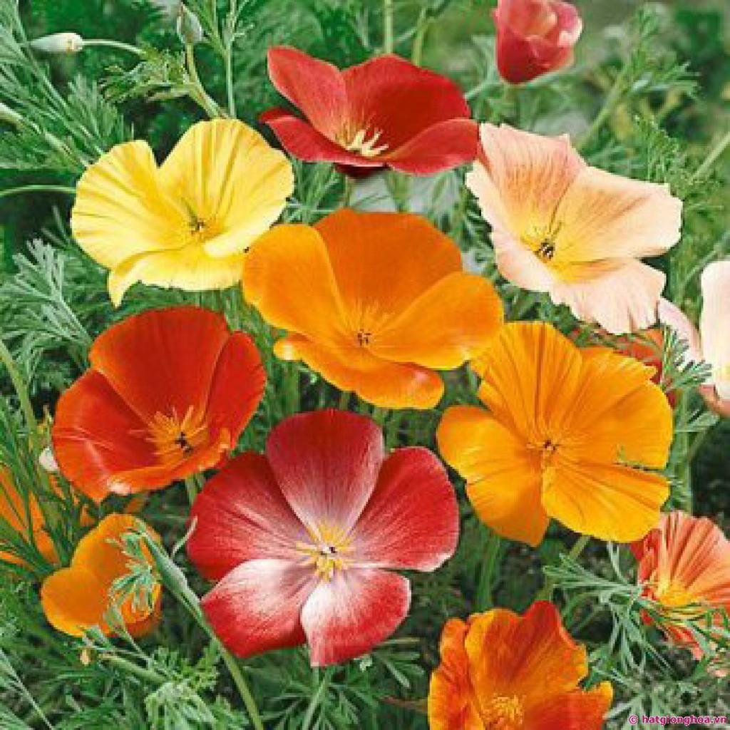 Gói 50 Hạt Giống Hoa Kim Anh Poppy California Mix Vàng Trắng Hồng Cam Hạt giống hoa kim anh kép