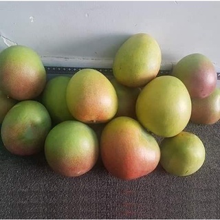 CÂY GIỐNG XOÀI ÚC SIÊU TRÁI ( CHUẨN GIỐNG)