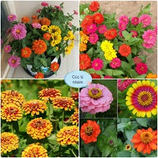 Hoa Cúc Lá Nhám F1-Dễ Trồng, Hoa Nở Đẹp-Tổng kho hạt giống giá rẻ