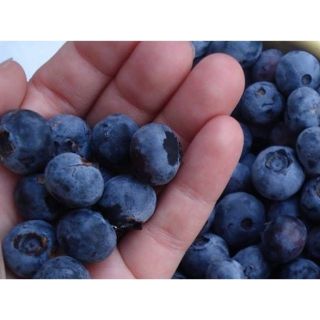 Cây giống việt quất siêu đẹp