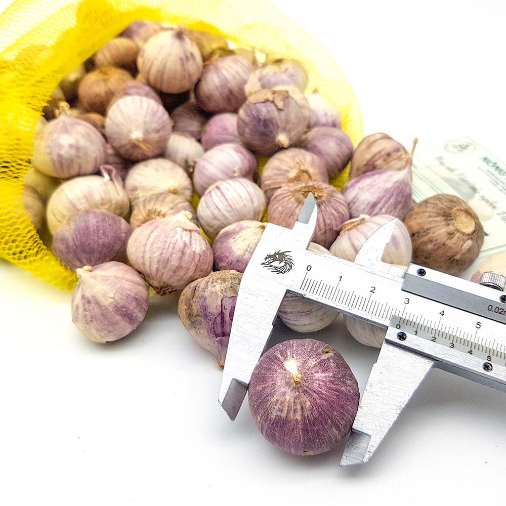 1kg tỏi cô đơn loại trung. Tặng 1 hộp tỏi đen cao cấp khi mua 5kg | BigBuy360 - bigbuy360.vn
