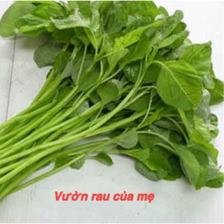 Hạt giống rau dền xanh lá tròn ( 20g)