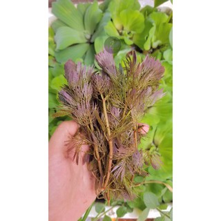 RONG LA HÁN ĐỎ-CÂY THỦY SINH TRANG TRÍ HỒ CÁ-1 PHẦN 10 NHÁNH