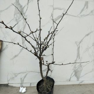Cây mai đỏ