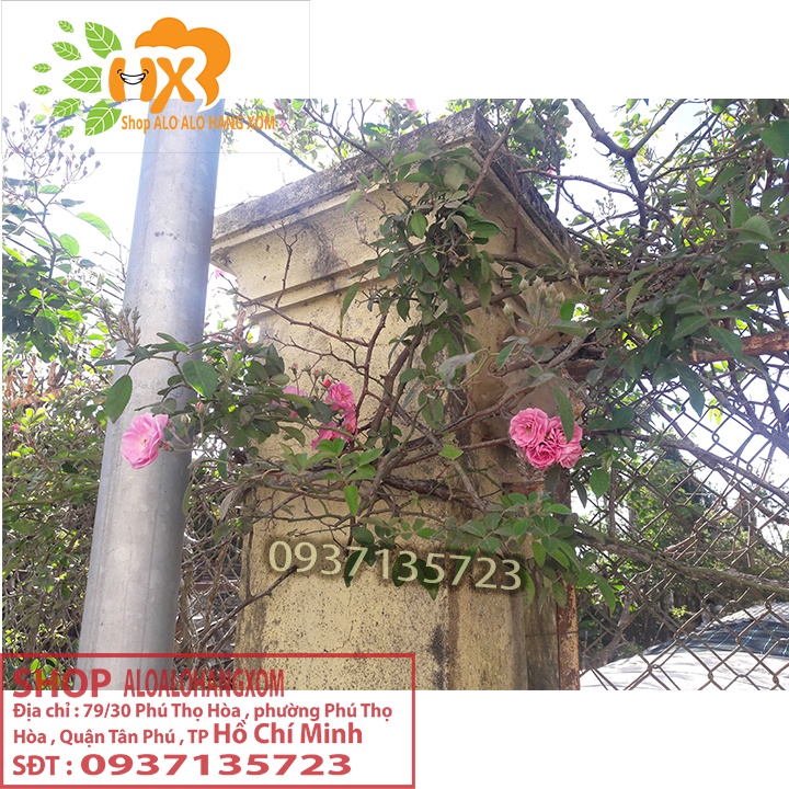 Cây hoa hồng tầm xuân cây con -combo 5 cây