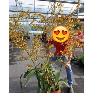 hoa lan VŨ NỮ SU MÔ CÂY TRƯỞNG THÀNH