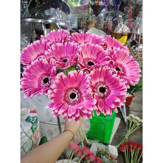Hoa đồng tiền chuẩn Thái