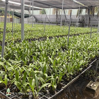 Cây giống hoa lan Dendro