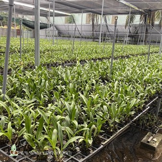 Chai mô cây giống hoa lan Dendro (hàng gieo hạt)