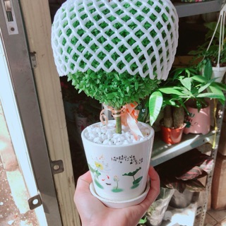 Chậu cây trái tim may mắn