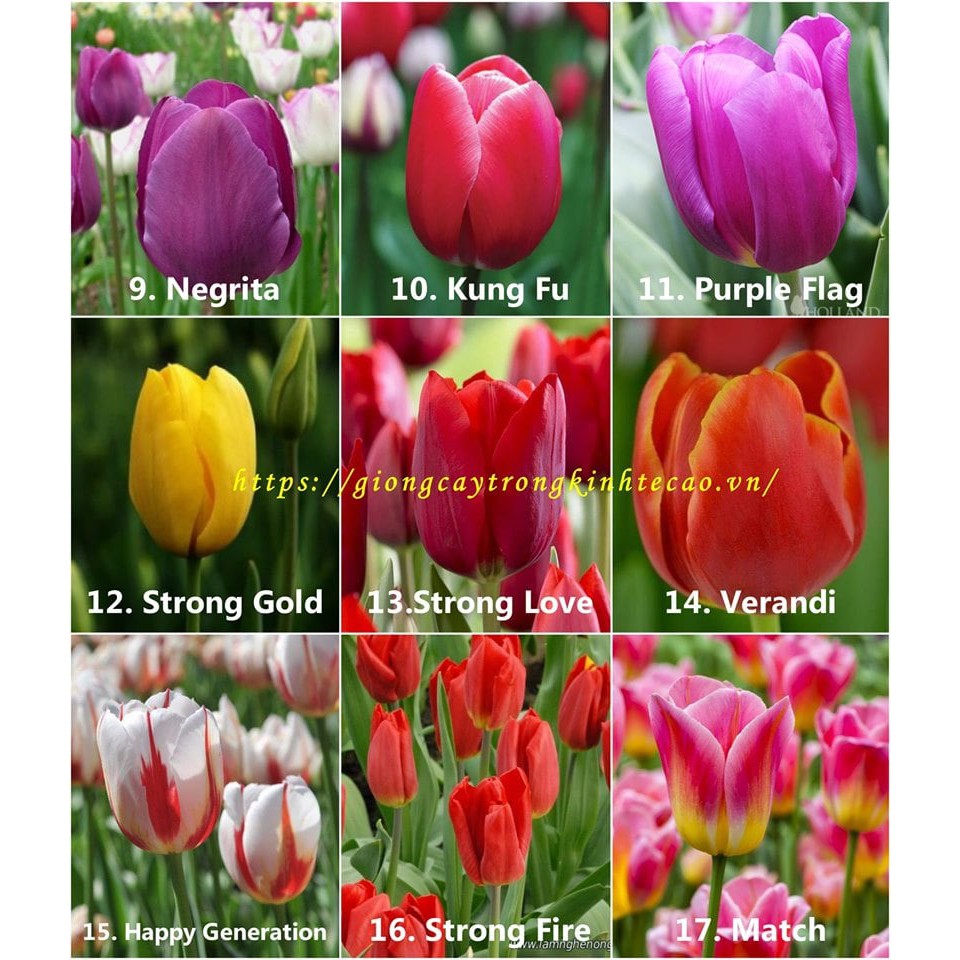 Củ giống hoa tulip - Chọn màu -Báo giá sỉ lẻ toàn quốc