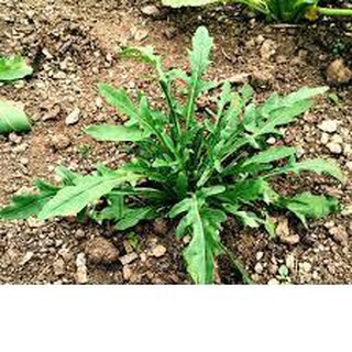Hạt Giống Rau Thơm Wild Rocket 1gr