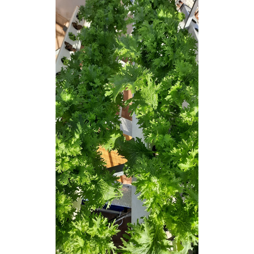 Hạt giống cải wasabi Nhật Bản - tỷ lệ nảy mầm trên 95%