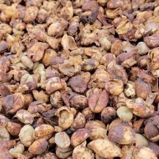 Cà phê Robusta Honey rang mộc nguyên chất