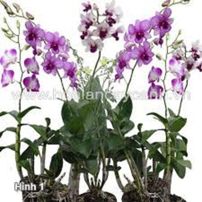 Cây Lan Dendro YaYa Mini Siêu Siêng Hoa, Cực dễ chăm - Cây to sắp hoa - Hàng ra hoa Tết 2020 - giao cây to như hình
