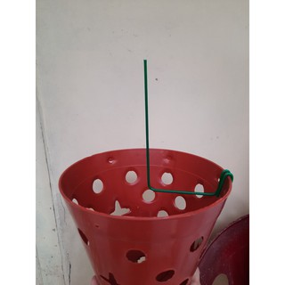 Que kẹp chậu giữ kie (Có kèm thuốc)
